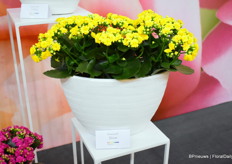 The Diamond Shine of Slijkermankalanchoë.